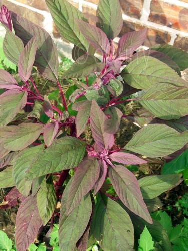 Amaranth 2