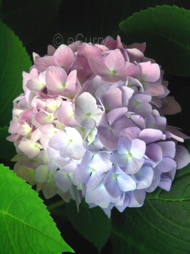 hydrangea 1 copy