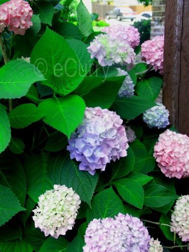 hydrangea 2 copy