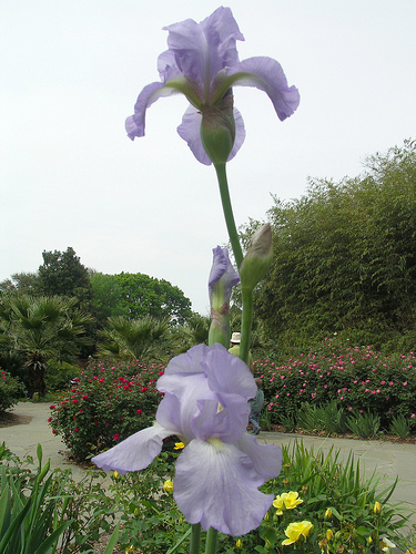 iris 2