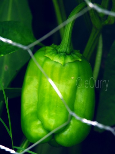 yard-bellpepper