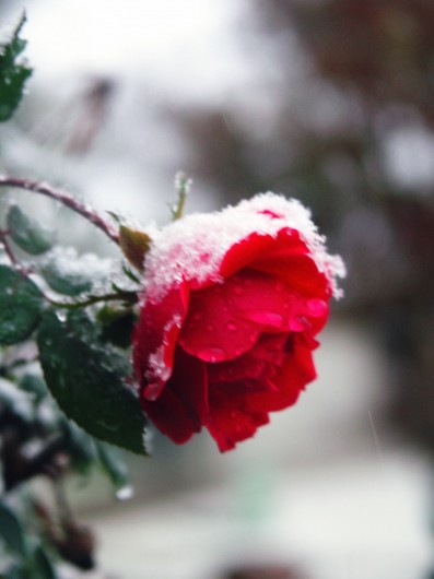 Rose in the Snow