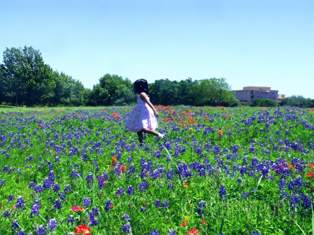 Bluebonnets