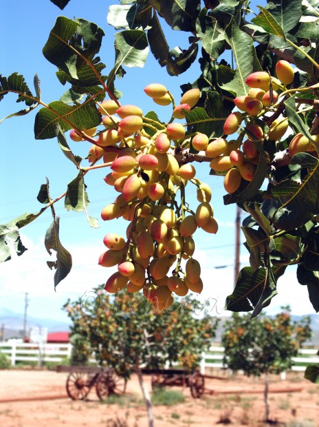 Pistachio Farm New Mexico