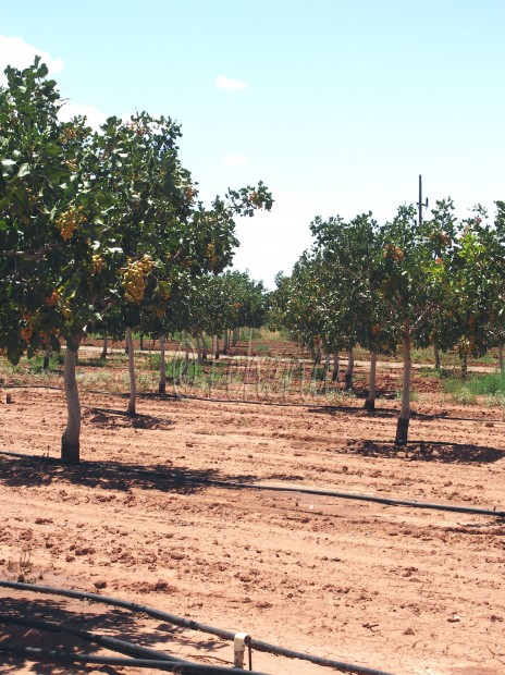 Pistachio Farm New Mexico