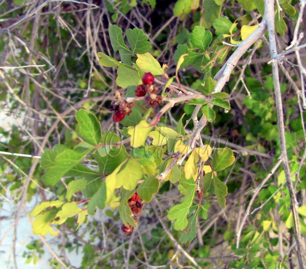 Red Lemon Berries