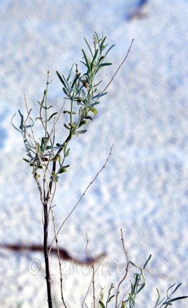 Rosemary Mint