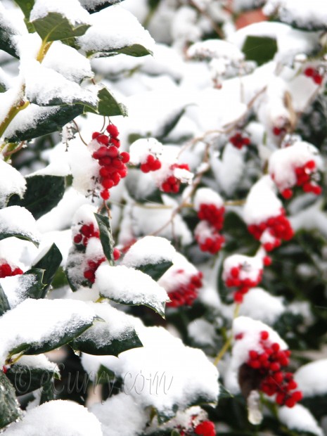 Winter Berries