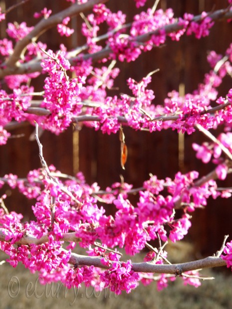 Spring Blossom