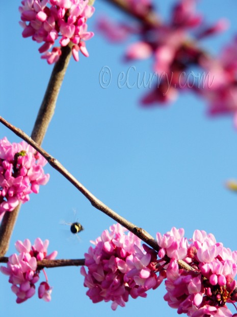 Spring Blossom/Flowers