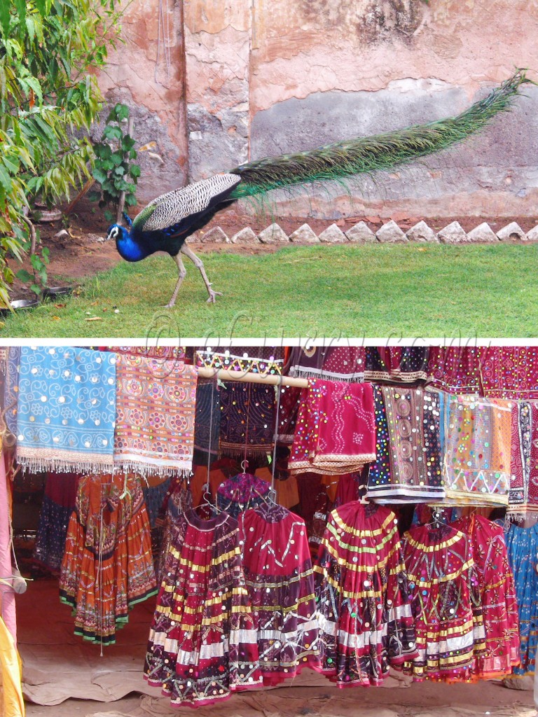 Colors of Rajasthan