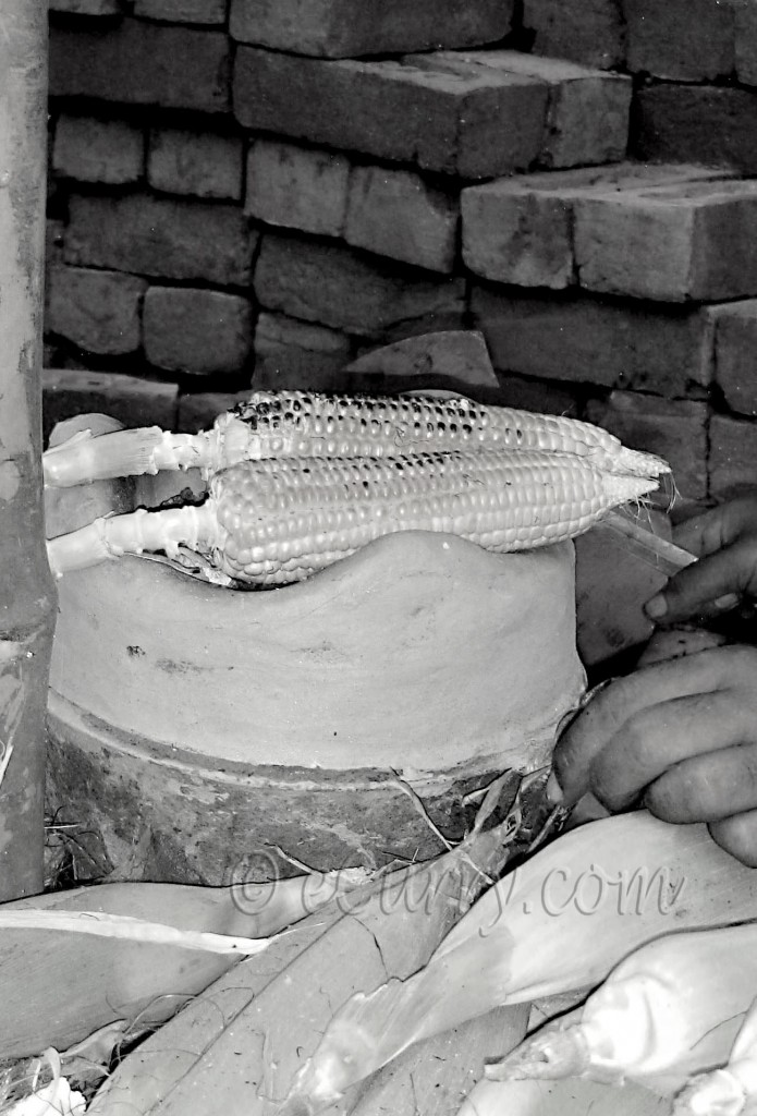 Roasting corn on portable clay oven 