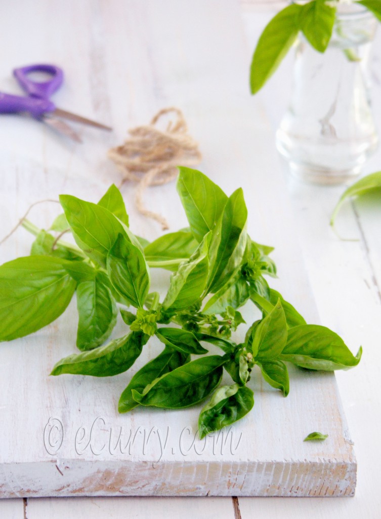 basil, fresh basil, herb, classic pasta with basil, pasta recipe with basil