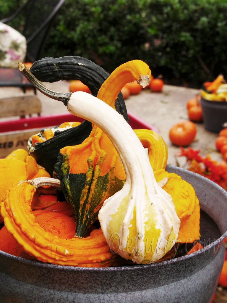 pumpkin swans