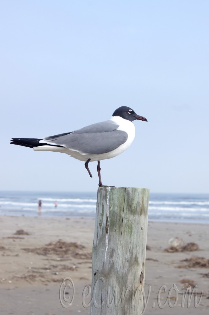 seagull, galveston beach