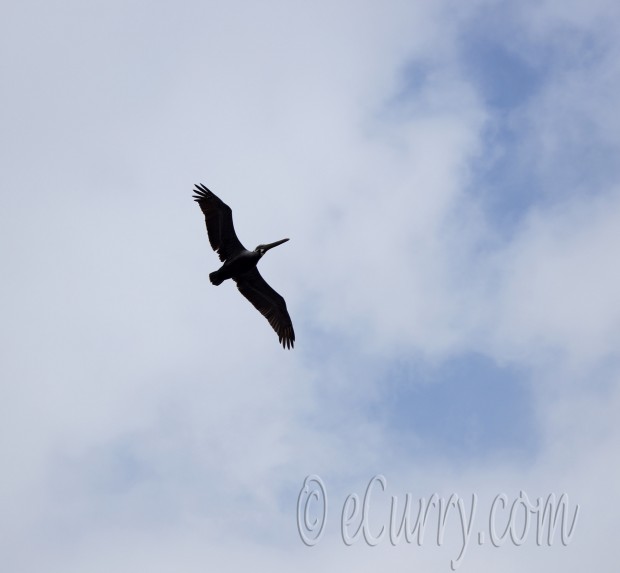 pelican flying