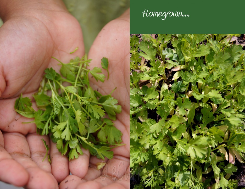 Coriander/Cilantro