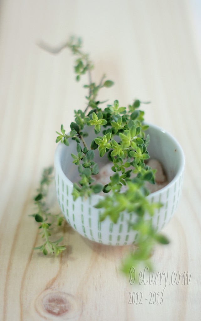 Lemon-Thyme-2.jpg