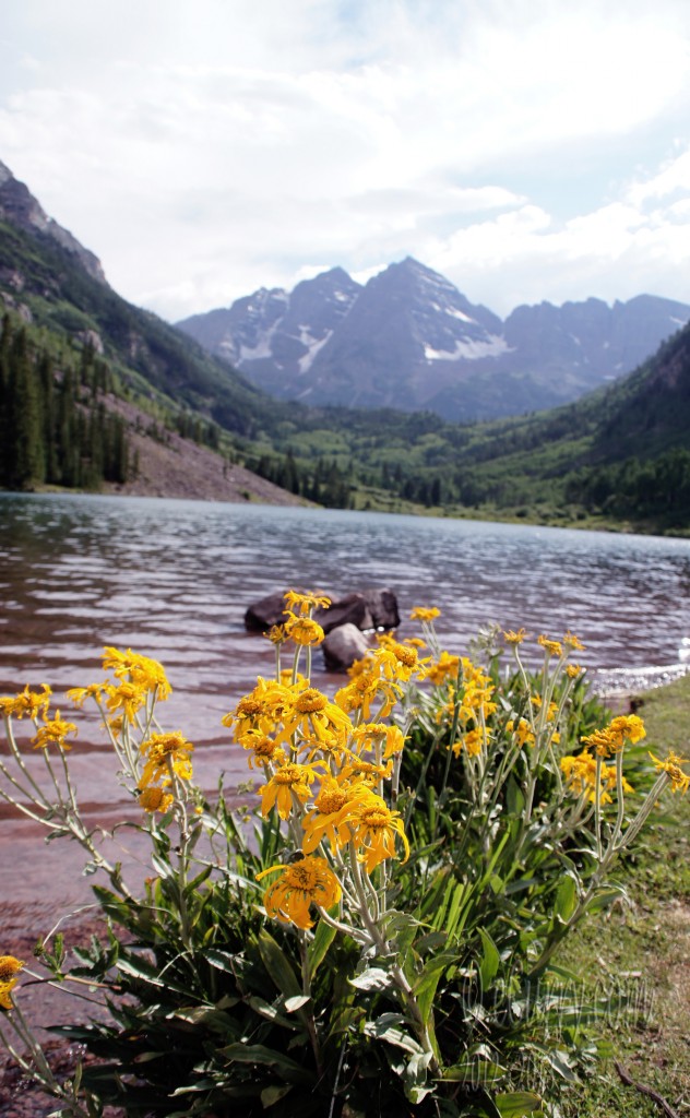 yellow flowers in Maroon Bells Aspen