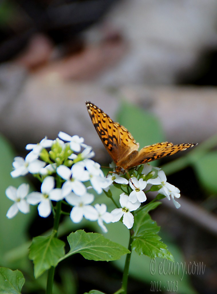 Yellow Butterfly in The Grotto in Aspen