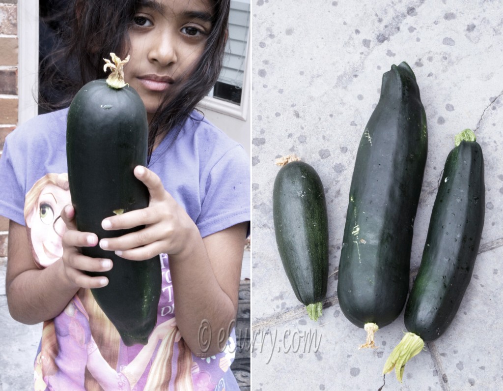 Zucchini Diptych 1