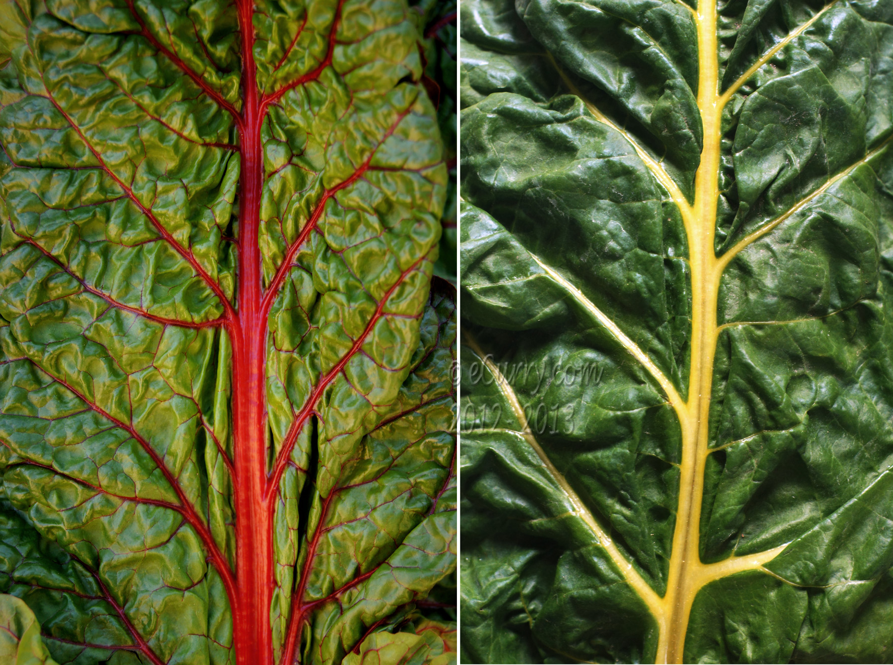 Chard Diptych 1