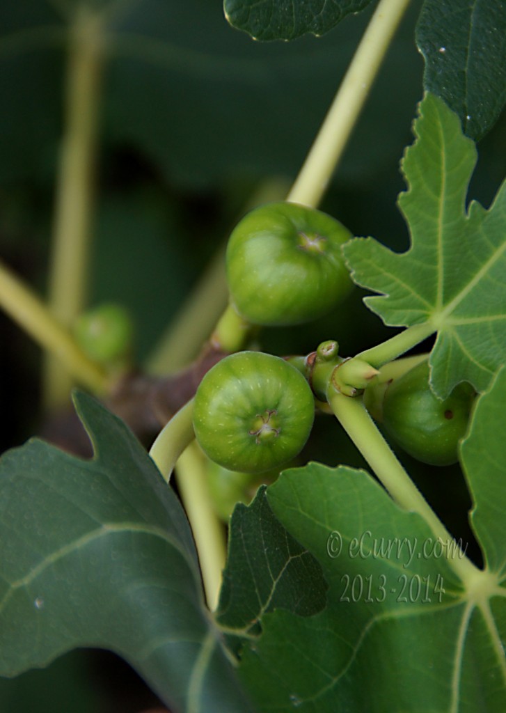 figs-8.jpg