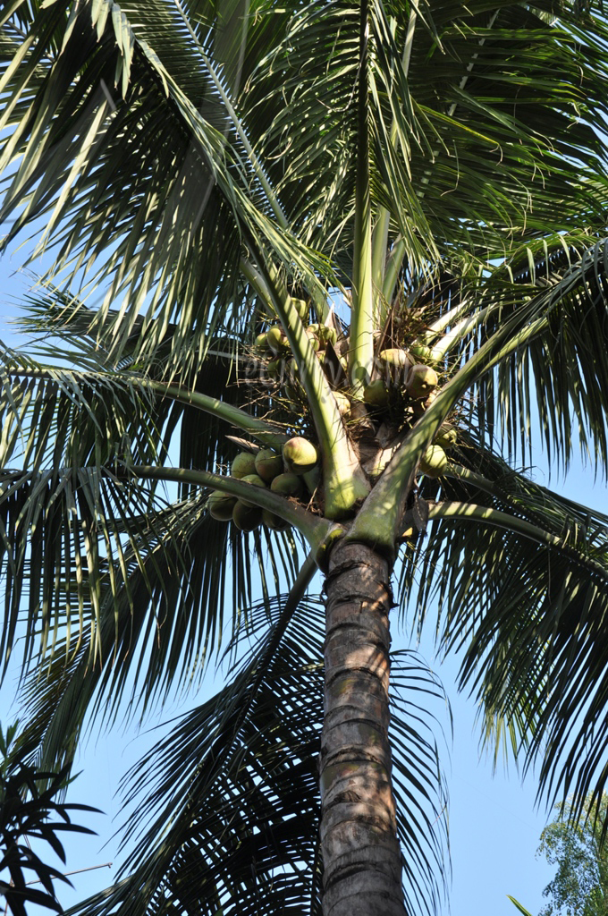 coconut tree 3