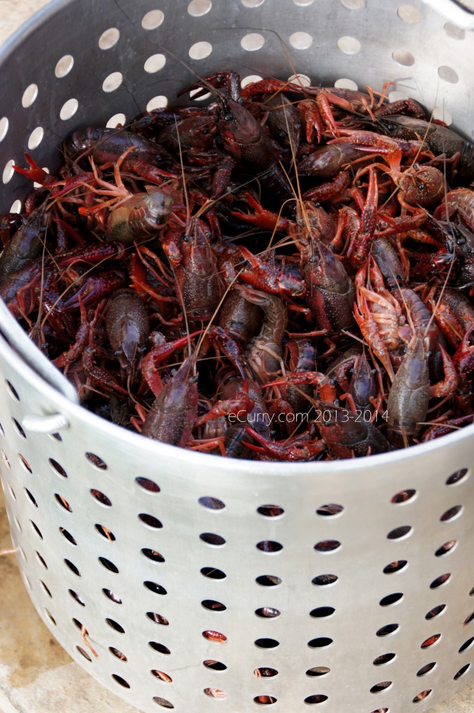 crawfish-boil-16.jpg