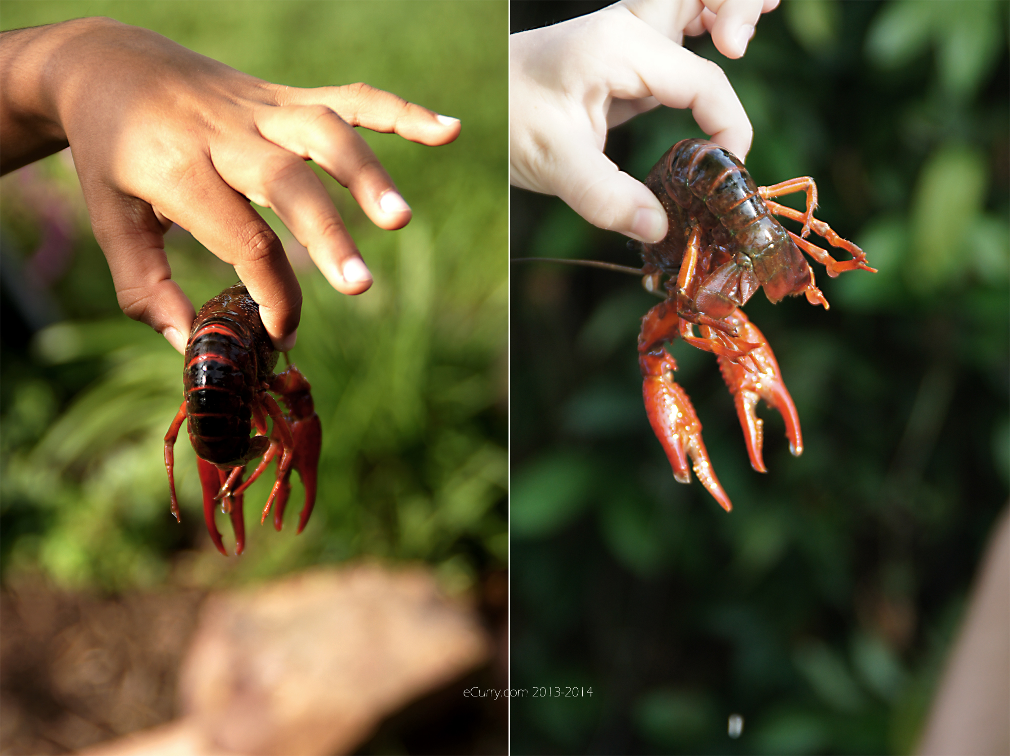 crawfish diptych 1