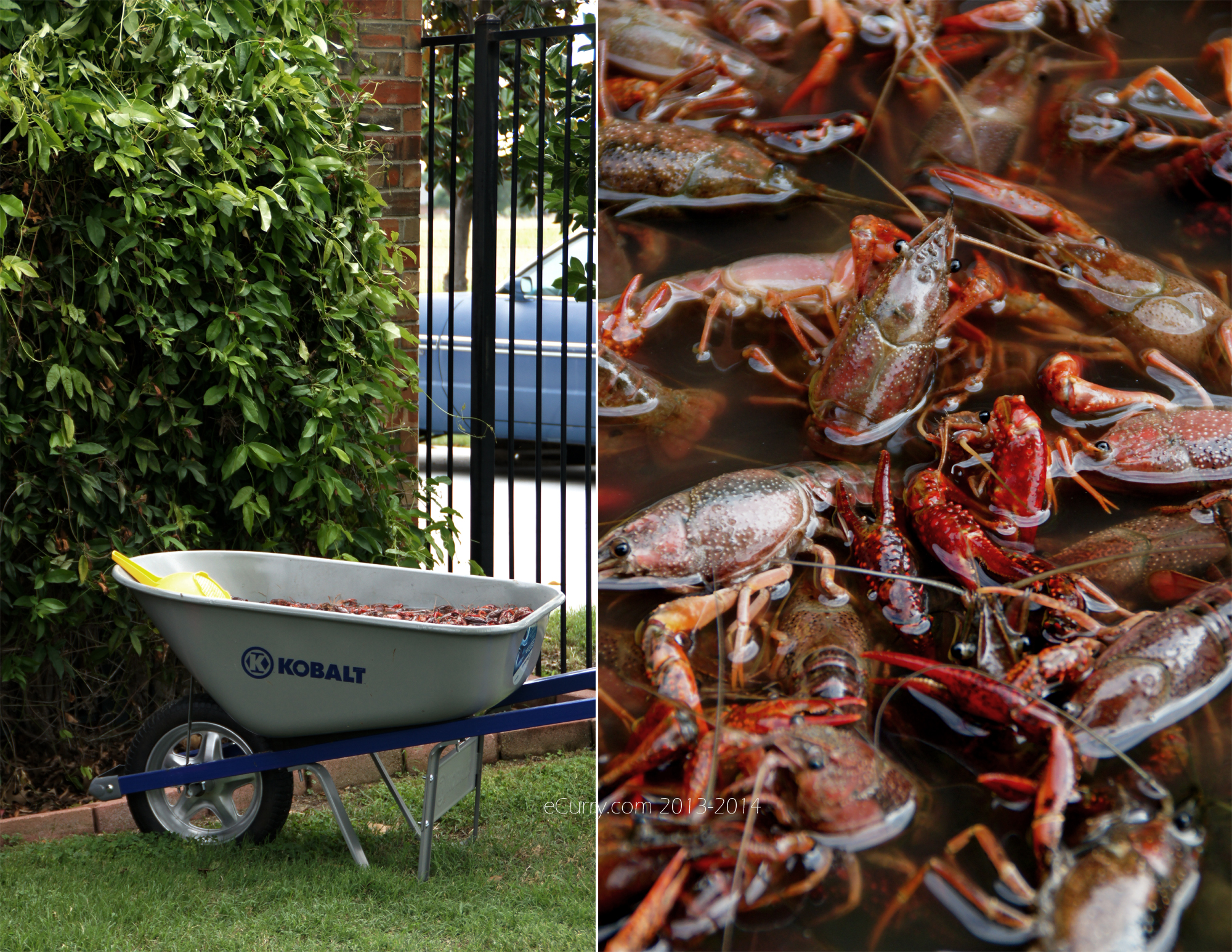 wheel barrow with crawfish diptych 1