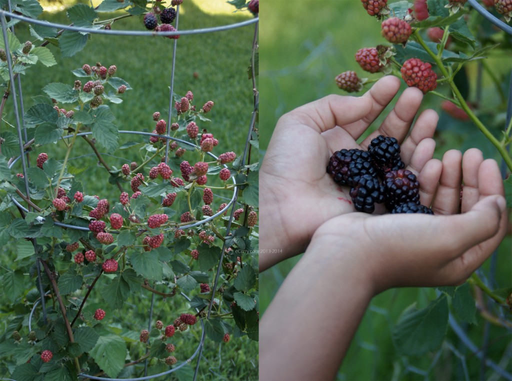 Blackberries