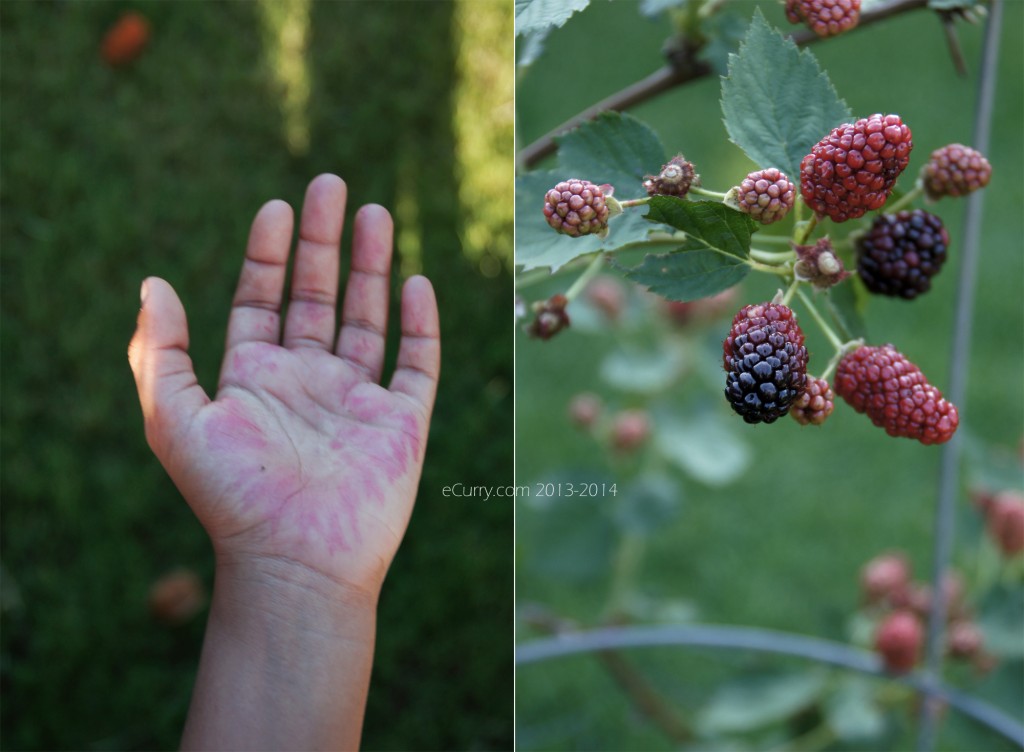 Blackberries