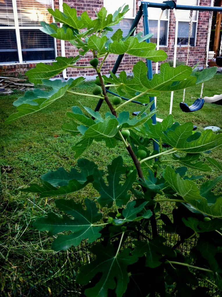 fig tree