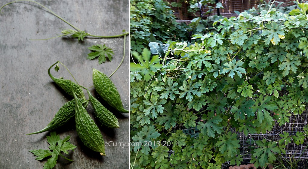 Bitter Melon Diptych 1