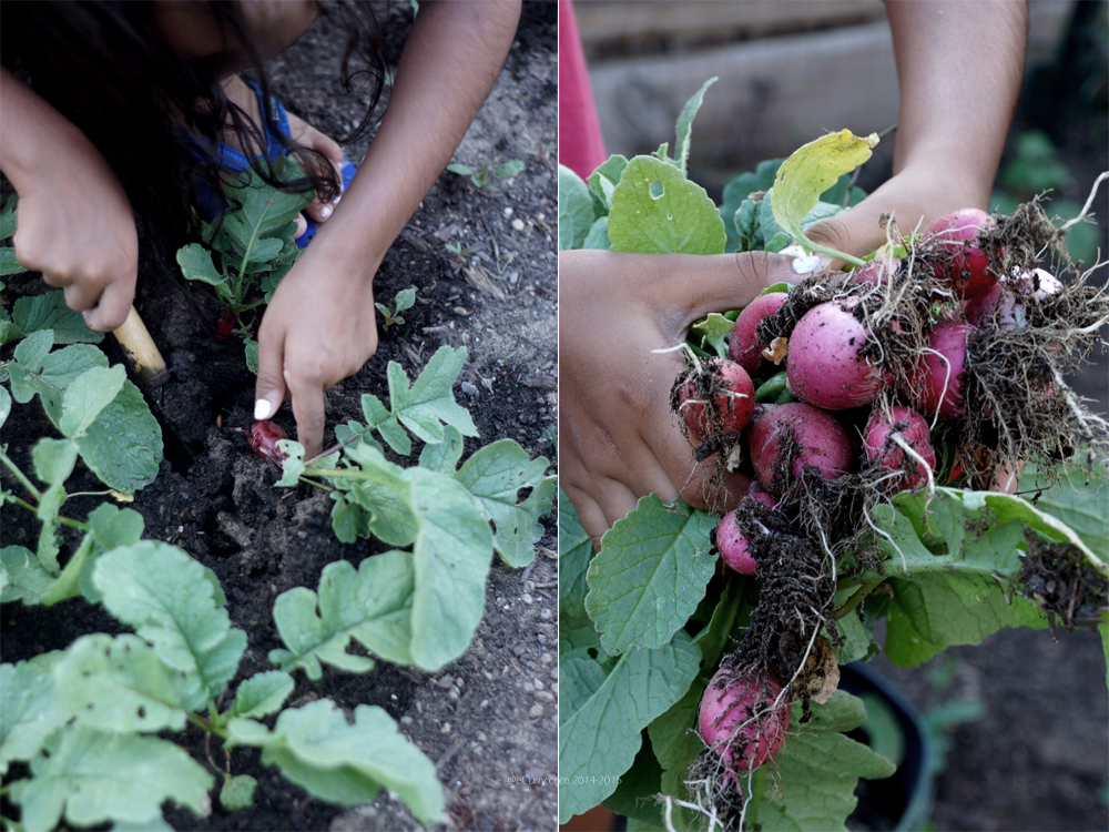 Raw Radish Diptych 1