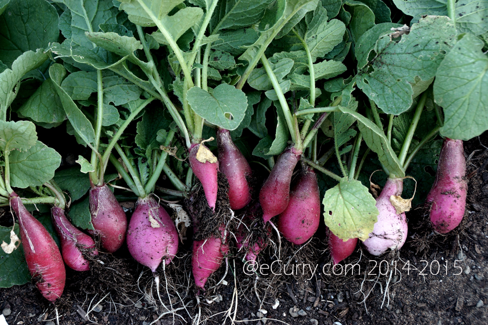 raw radish 4