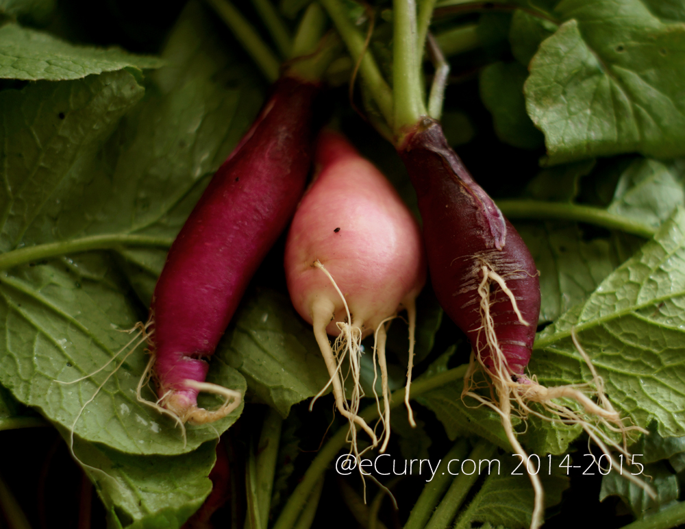 raw radish 7