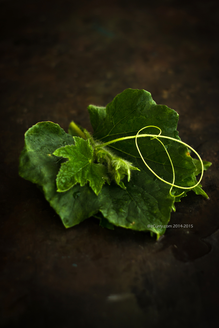 Pumpkin-Gourd Leaf 1