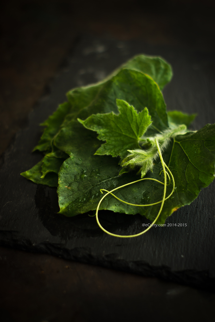 Pumpkin-Gourd Leaf 2