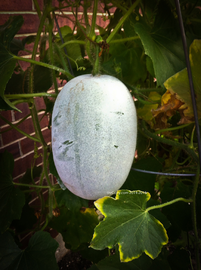 ash gourd 1