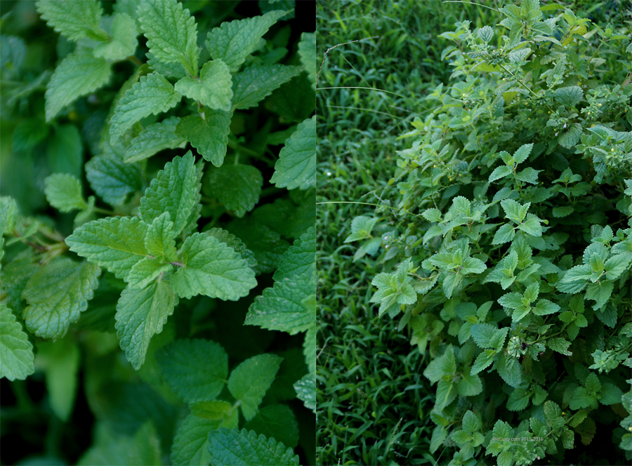 Lemon Balm_herb_1